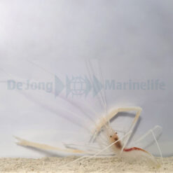 Stenopus pyrsonotus | All sizes