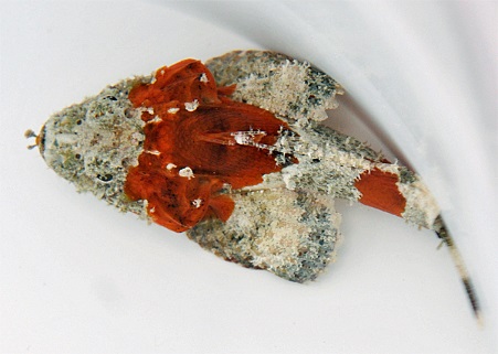 Scorpaenopsis spp. | S