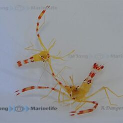 Stenopus scutellatus | All sizes