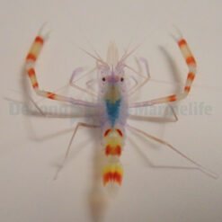 Stenopus tenuirostris | All sizes