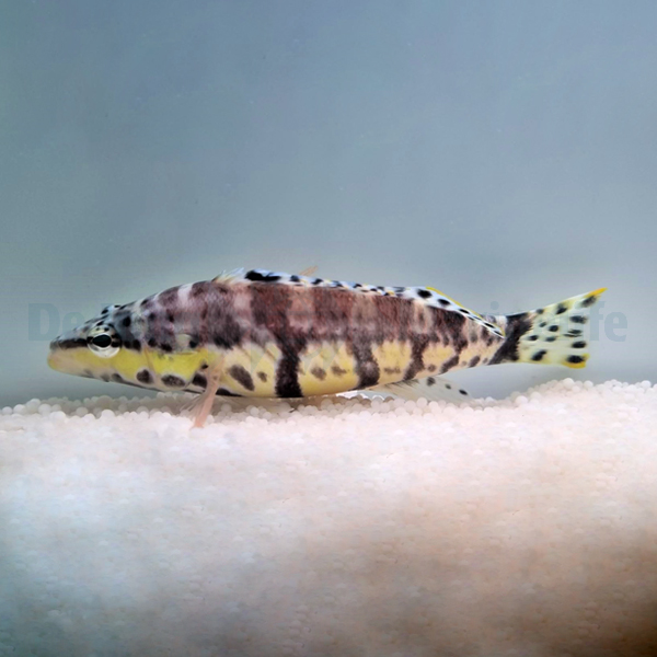 Serranus tigrinus | All sizes