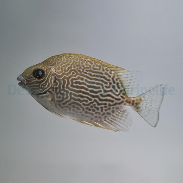 Siganus vermiculatus | XL