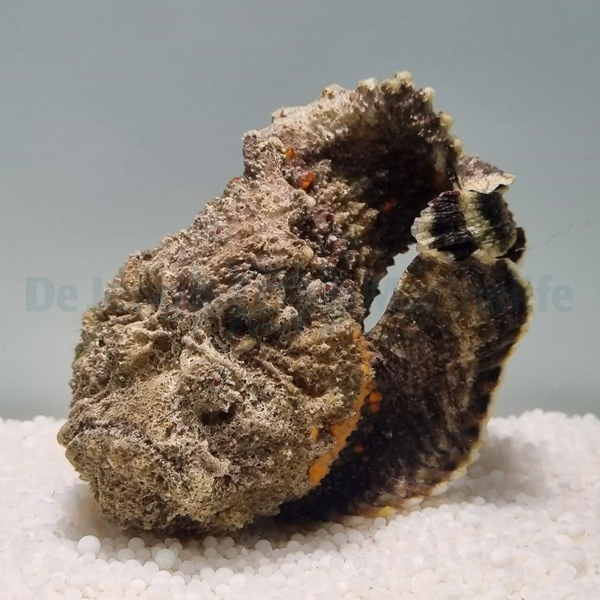 Synanceia verrucosa | S