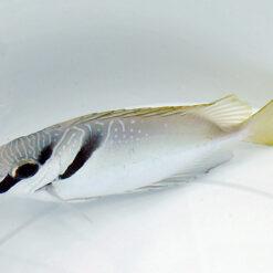 Siganus virgatus | M