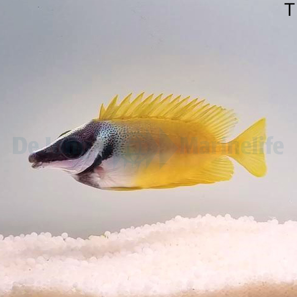 Siganus vulpinus | M