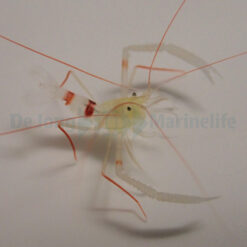 Stenopus zanzibaricus | All sizes