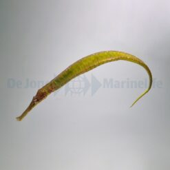 Syngnathoides biaculeatus | All sizes