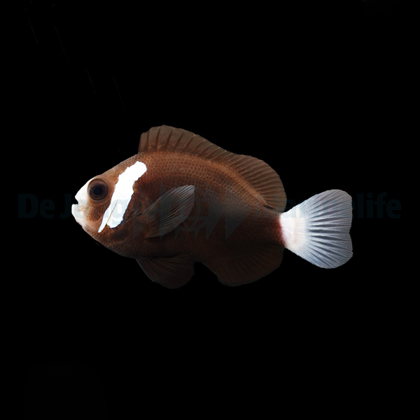 Amphiprion mccullochi - T.B. | All sizes