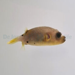 Arothron nigropunctatus | S