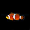 Amphiprion ocellaris - T.B. | S/M