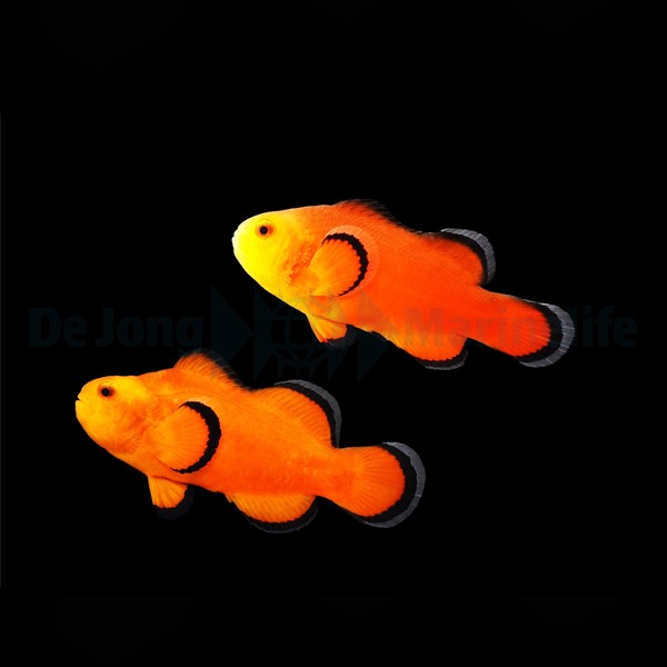 Amphiprion ocellaris (Naked) (Pair) - T.B. | All sizes