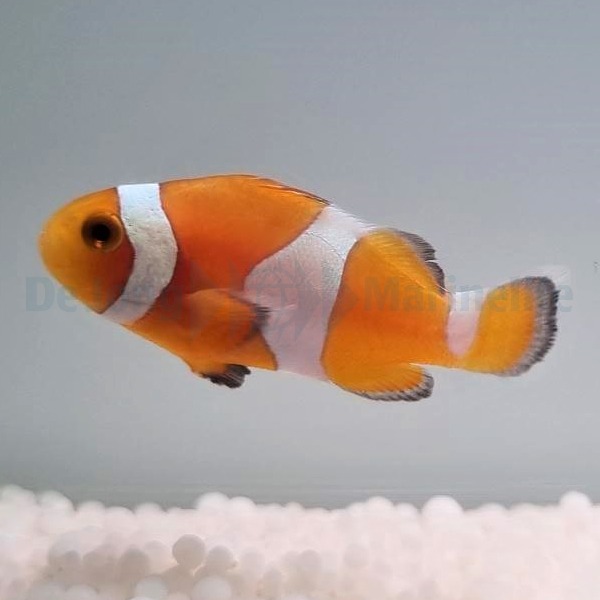 Amphiprion ocellaris (Tangerine) - T.B. | All sizes