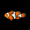 Amphiprion percula - T.B. | All sizes