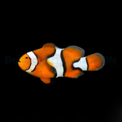 Amphiprion percula - T.B. | All sizes