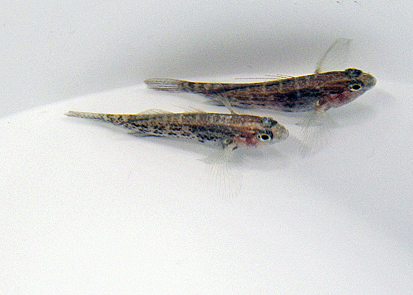 Asterropteryx semipunctata - T.B. | All sizes