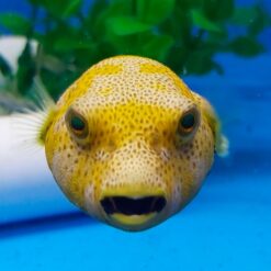 Arothron stellatus (Yellow phase) | M