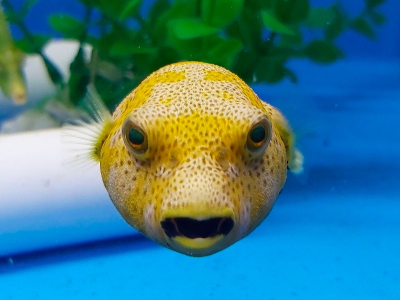 Arothron stellatus (Yellow phase) | M