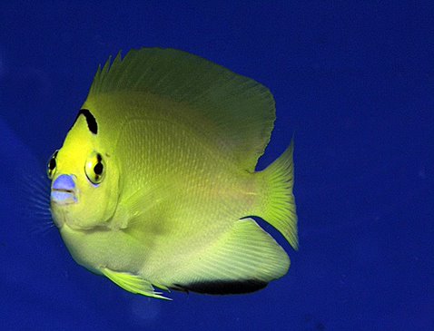 Apolemichthys trimaculatus - T.B. | All sizes