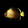 Chaetodontoplus cephalareticulatus - T.B. | All sizes