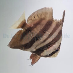 Chaetodipterus faber - T.B. | All sizes