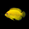 Centropyge Flavissima - T.B. | All sizes