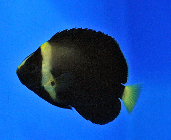 Chaetodontoplus spp. (Black Phantom) - T.B. | All sizes