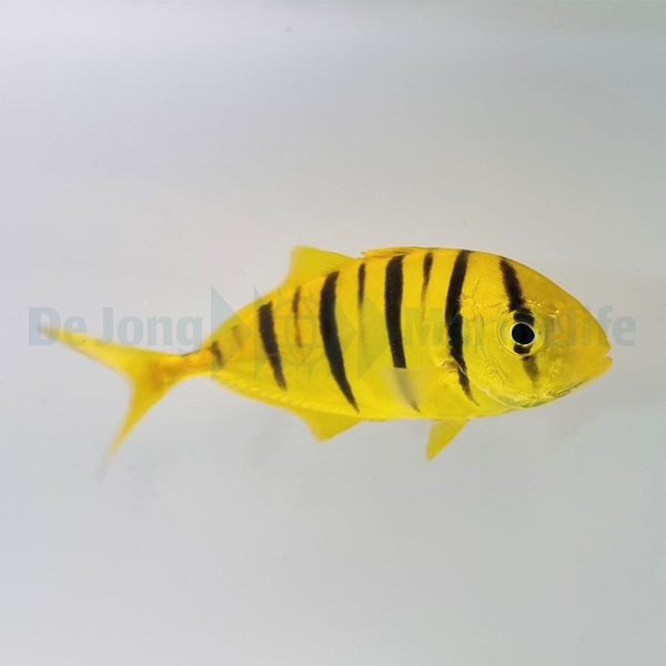 Gnathanodon speciosus - T.B. | M