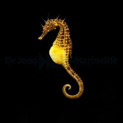 Hippocampus abdominalis (male) - T.B. (Temperate water) | S/M