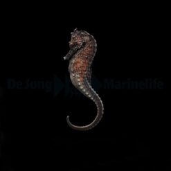 Hippocampus kuda - T.B. | M