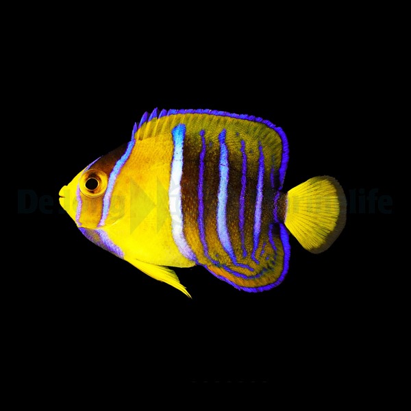 Holacanthus passer - T.B. | S/M