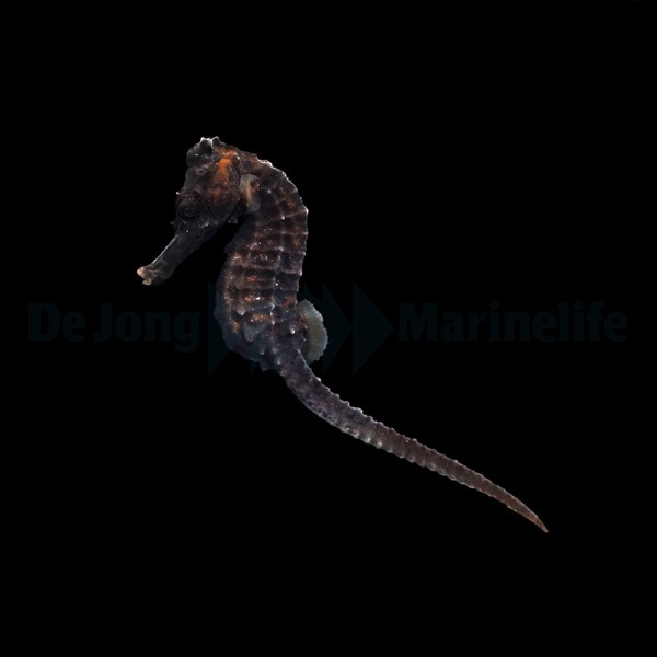 Hippocampus reidi - T.B. | S/M