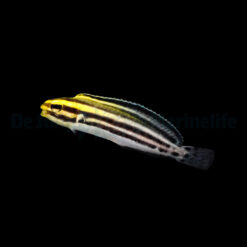 Meiacanthus grammistes - T.B. | All sizes