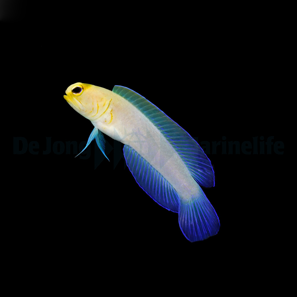 Opistognathus aurifrons - T.B. | All sizes