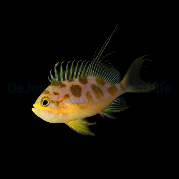 Odontanthias borbonius - T.B. | All sizes