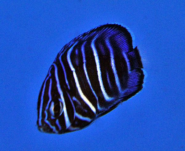 Pomacanthus annularis - T.B. | S/M