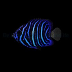 Pomacanthus asfur - T.B. | All sizes