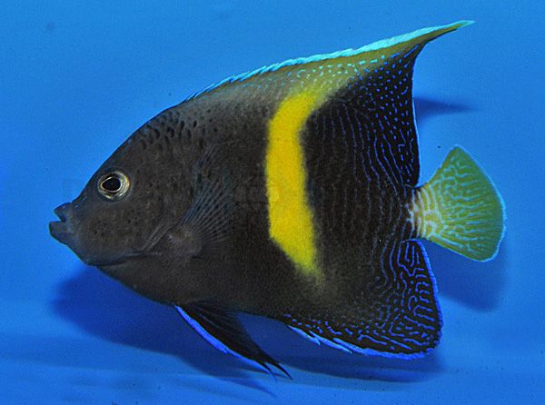 Pomacanthus maculosus - T.B. | S