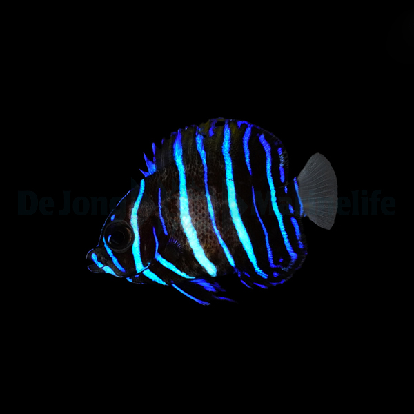 Pomacanthus navarchus - T.B. | S/M