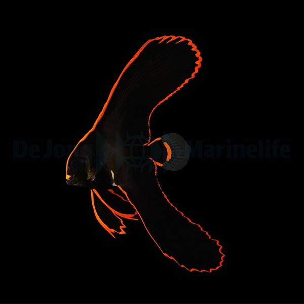 Platax pinnatus - T.B. | All sizes