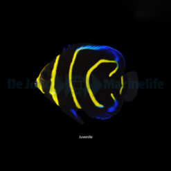 Pomacanthus zonipectus - T.B. | S/M