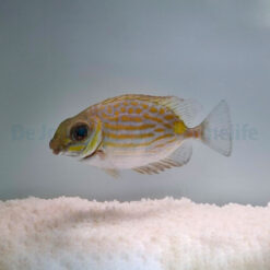 Siganus lineatus - T.B. | All sizes