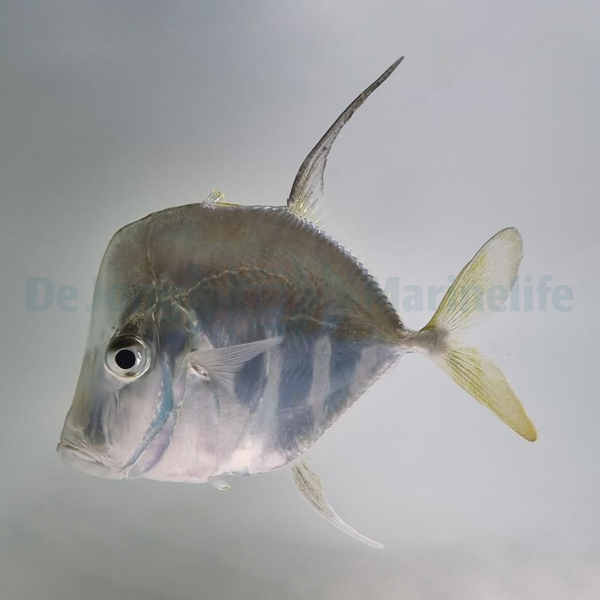 Selene vomer - T.B. | S/M