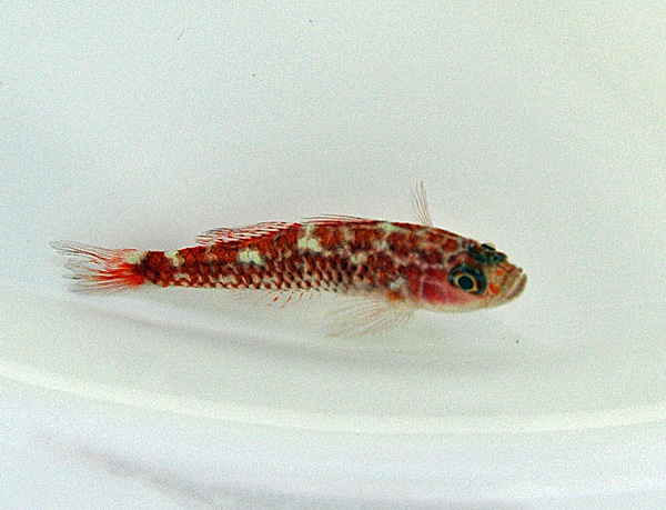 Trimma cf. caesiura - T.B. | All sizes