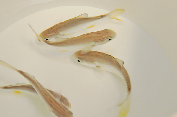 Trachinotus carolinus - T.B. | M