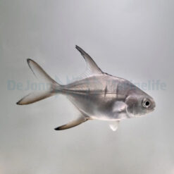 Trachinotus goodei - T.B. | L