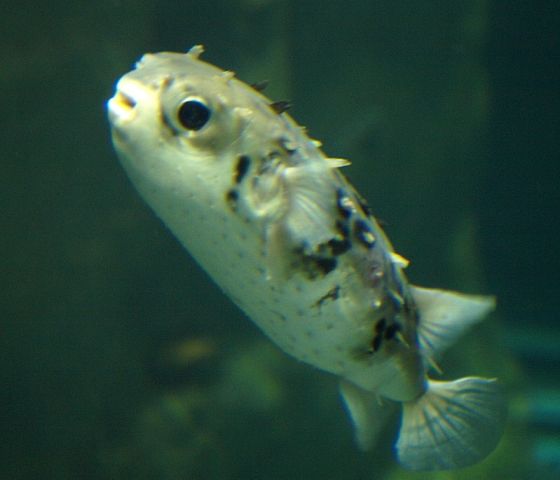 Tragulichthys jaculiferus | M