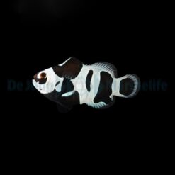 Amphiprion ocellaris (Black Storm) - DJM Bred | All sizes