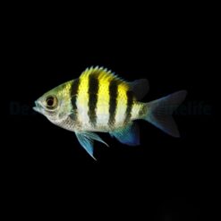 Abudefduf vaigiensis (Indo-Pacific) | M