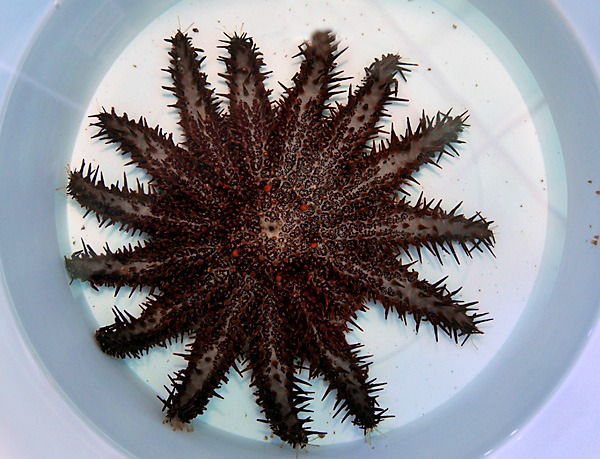 Acanthaster planci | S