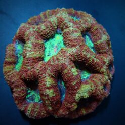 Acanthastrea bowerbanki (Premium) | S